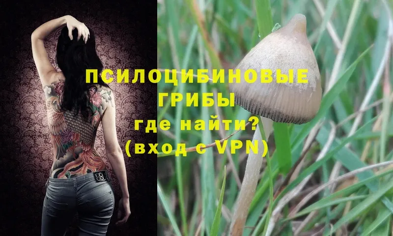 Псилоцибиновые грибы Psilocybine cubensis  Дегтярск 